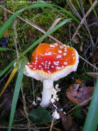 Fonds d'cran Nature Champignons http://artiste.arimos.org       Champignons