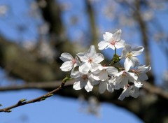 Fonds d'cran Nature Fleurs de Cerisier