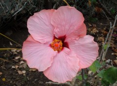 Fonds d'cran Nature Hibiscus