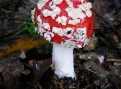 Fonds d'cran Nature http://artiste.arimos.org       Champignons