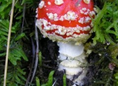 Fonds d'cran Nature http://artiste.arimos.org       Champignons