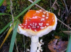 Fonds d'cran Nature http://artiste.arimos.org       Champignons