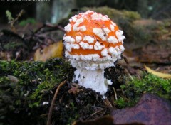 Fonds d'cran Nature http://artiste.arimos.org       Champignons