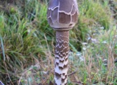 Fonds d'cran Nature http://artiste.arimos.org       Champignons