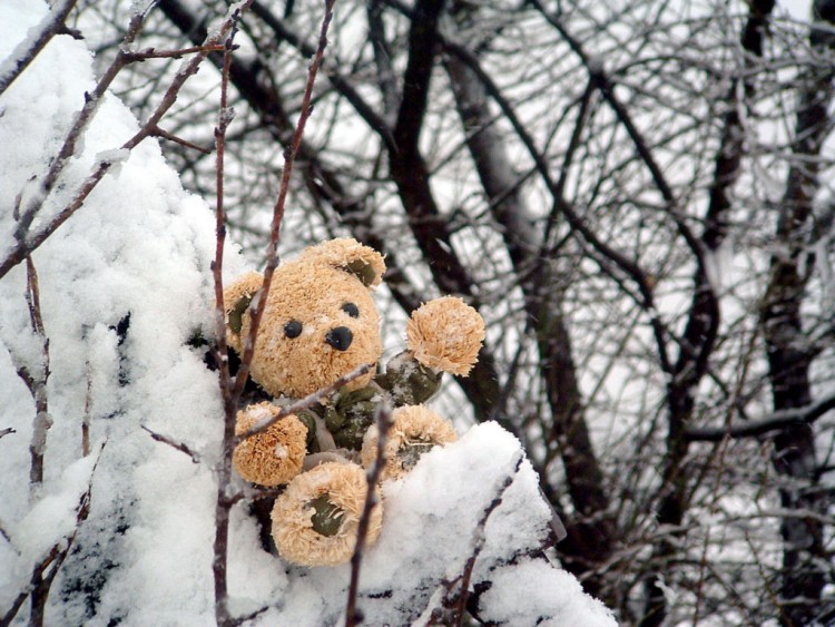 Fonds d'cran Objets Peluches Petit Ours dans la neige