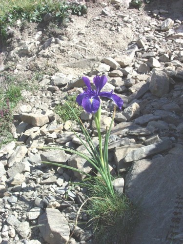 Wallpapers Nature Flowers fleur des  montagne