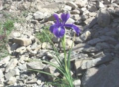 Fonds d'cran Nature fleur des  montagne