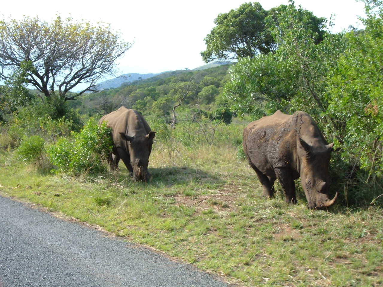 Wallpapers Animals Rhinoceros Afrique du sud.