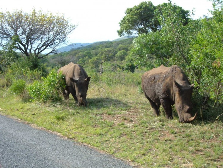 Fonds d'cran Animaux Rhinocros Afrique du sud.