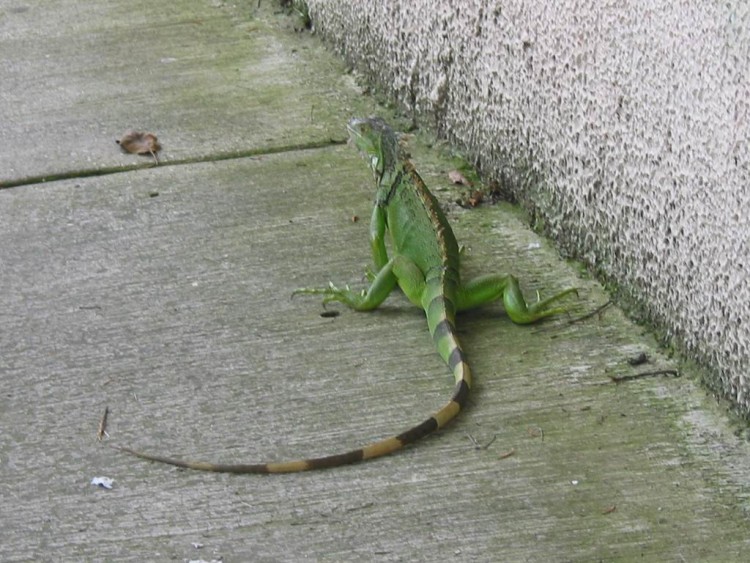 Fonds d'cran Animaux Lzards - Iguanes Iguane