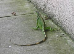 Fonds d'cran Animaux Iguane