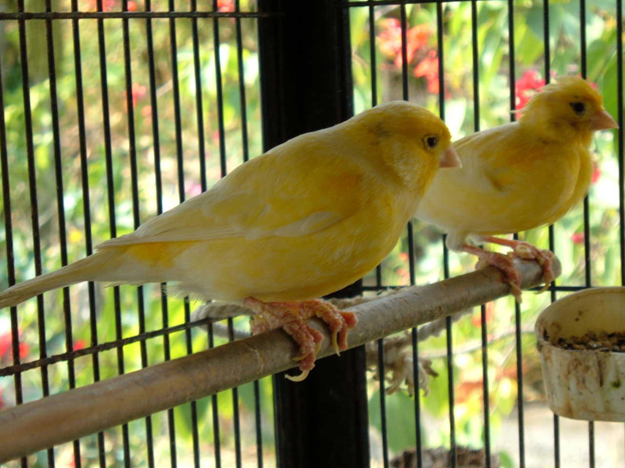 Wallpapers Animals Birds - Canaries Canari