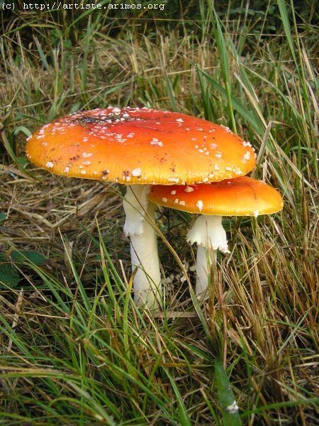 Fonds d'cran Nature Champignons http://artiste.arimos.org       Champignons