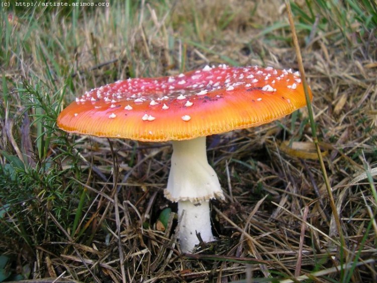 Fonds d'cran Nature Champignons http://artiste.arimos.org       Champignons