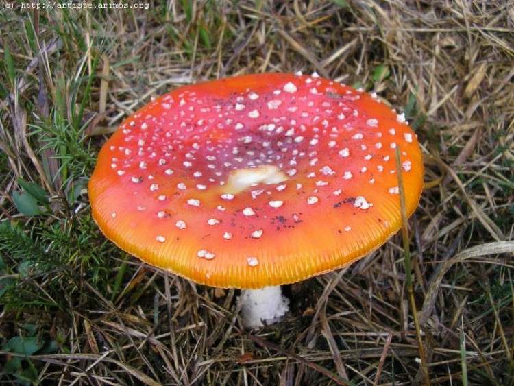 Fonds d'cran Nature Champignons http://artiste.arimos.org       Champignons