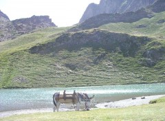 Fonds d'cran Animaux ponpon l'ane