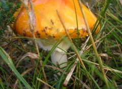 Fonds d'cran Nature http://artiste.arimos.org       Champignons