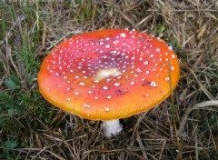 Fonds d'cran Nature http://artiste.arimos.org       Champignons