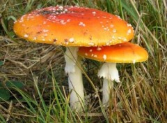 Fonds d'cran Nature http://artiste.arimos.org       Champignons