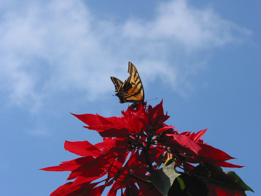 Fonds d'cran Animaux Insectes - Papillons Papillon