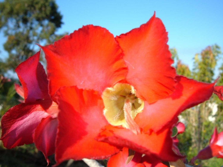 Fonds d'cran Nature Fleurs 1 autre Rose du Dsert