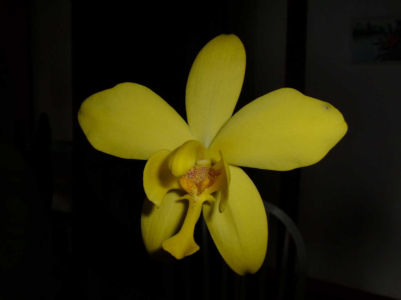 Fonds d'cran Nature Fleurs Orchide...Jaune-noir