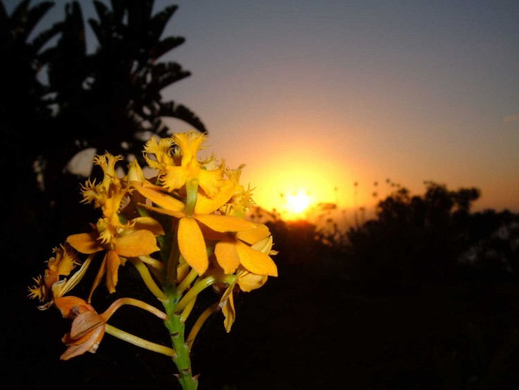 Fonds d'cran Nature Fleurs Couch de soleil-orchide