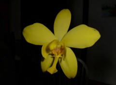 Fonds d'cran Nature Orchide...Jaune-noir