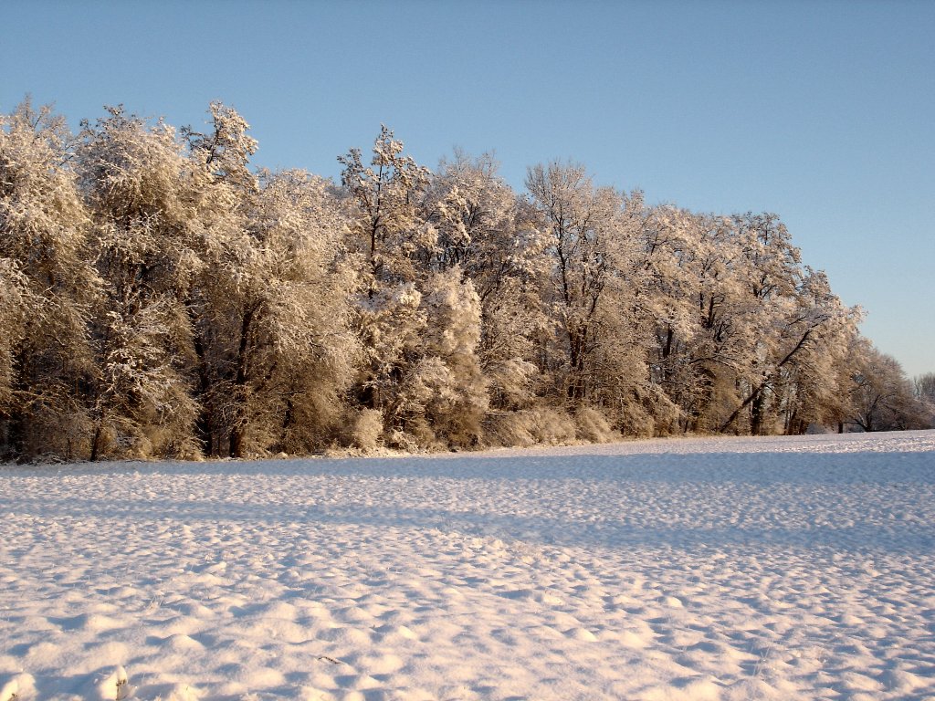 Wallpapers Nature Saisons - Winter Alsace / Rgion des 3 frontires