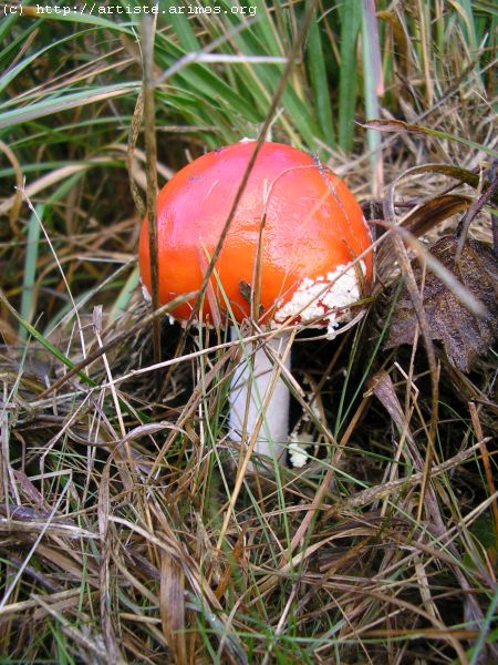 Fonds d'cran Nature Champignons Champignon ( http://album.arimos.org )