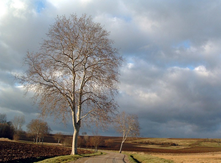 Fonds d'cran Voyages : Europe France > Alsace Paisible campagne...