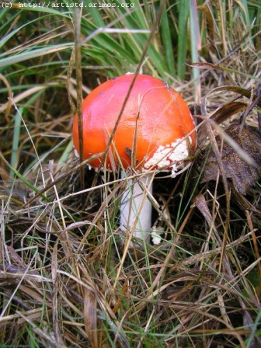 Fonds d'cran Nature Champignons Champignon ( http://album.arimos.org )