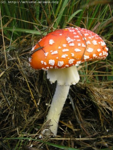 Fonds d'cran Nature Champignons Champignon ( http://album.arimos.org )