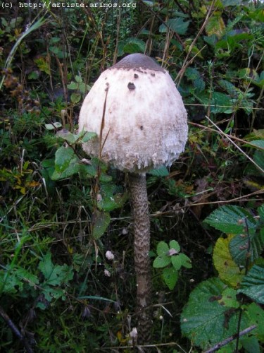 Fonds d'cran Nature Champignons Champignon ( http://album.arimos.org )