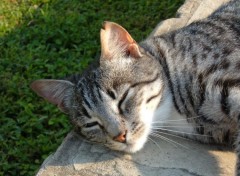 Fonds d'cran Animaux CHat d'Afrique du Sud...