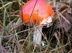 Fonds d'cran Nature Champignon ( http://album.arimos.org )