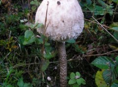 Fonds d'cran Nature Champignon ( http://album.arimos.org )