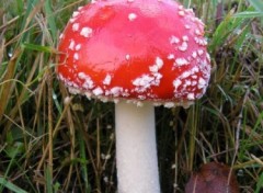 Fonds d'cran Nature Champignon ( http://album.arimos.org )