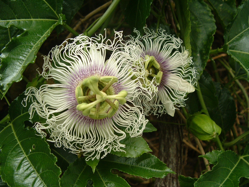 Fonds d'cran Nature Fleurs Ile de la Reunion