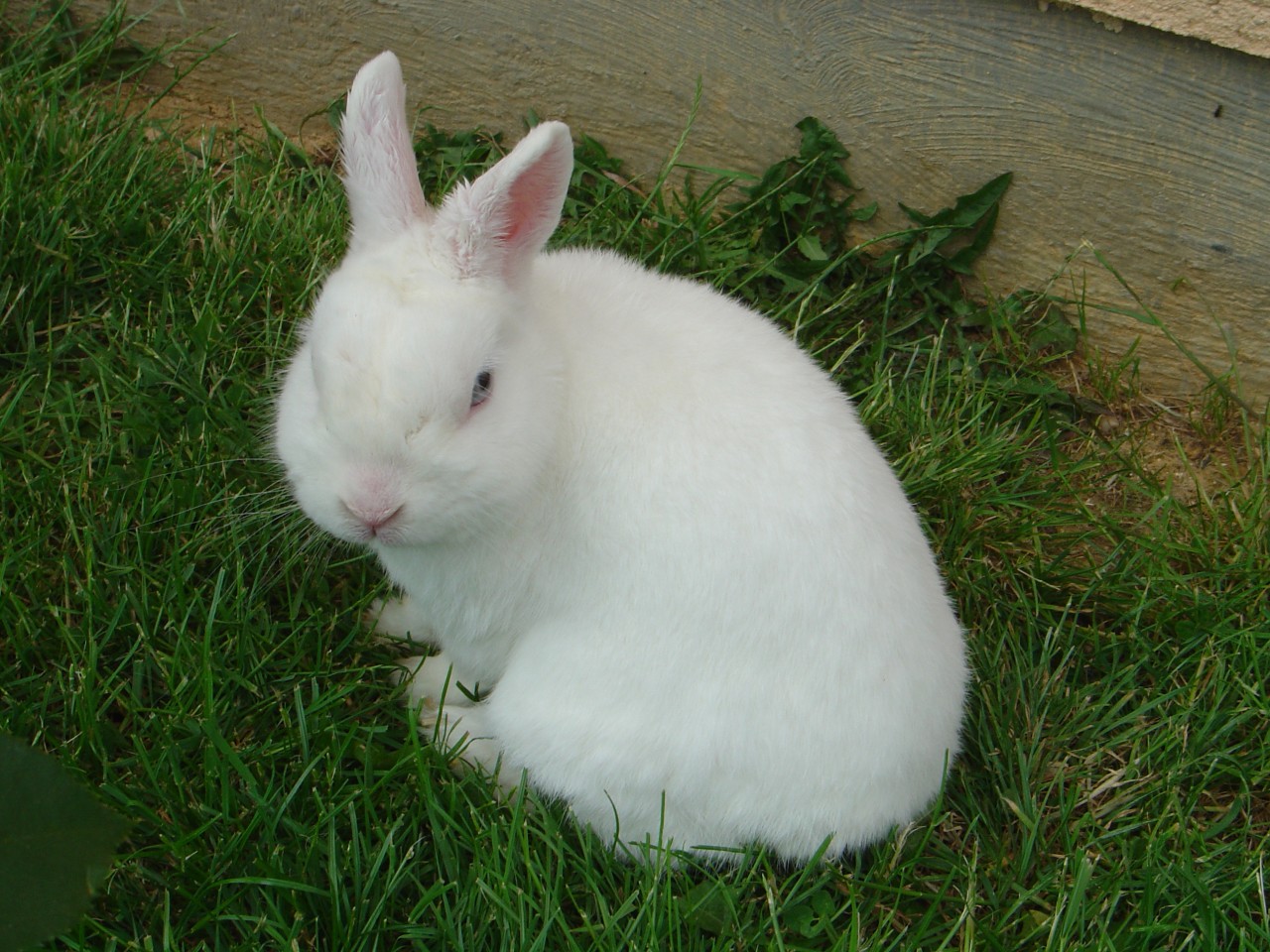 Fonds d'cran Animaux Lapins - Livres 