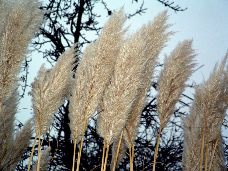 Fonds d'cran Nature Fleurs Douce brise...