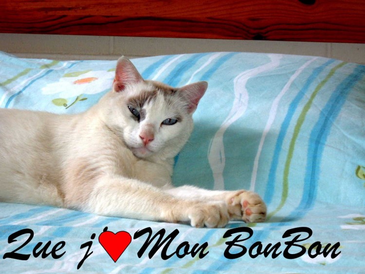 Fonds d'cran Animaux Chats - Chatons MoN BoNbOn  MoI