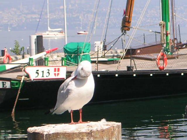 Fonds d'cran Animaux Oiseaux - Canards mouette au lac d'annecy