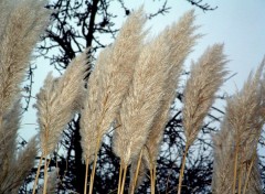 Fonds d'cran Nature Douce brise...