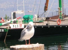 Fonds d'cran Animaux mouette au lac d'annecy