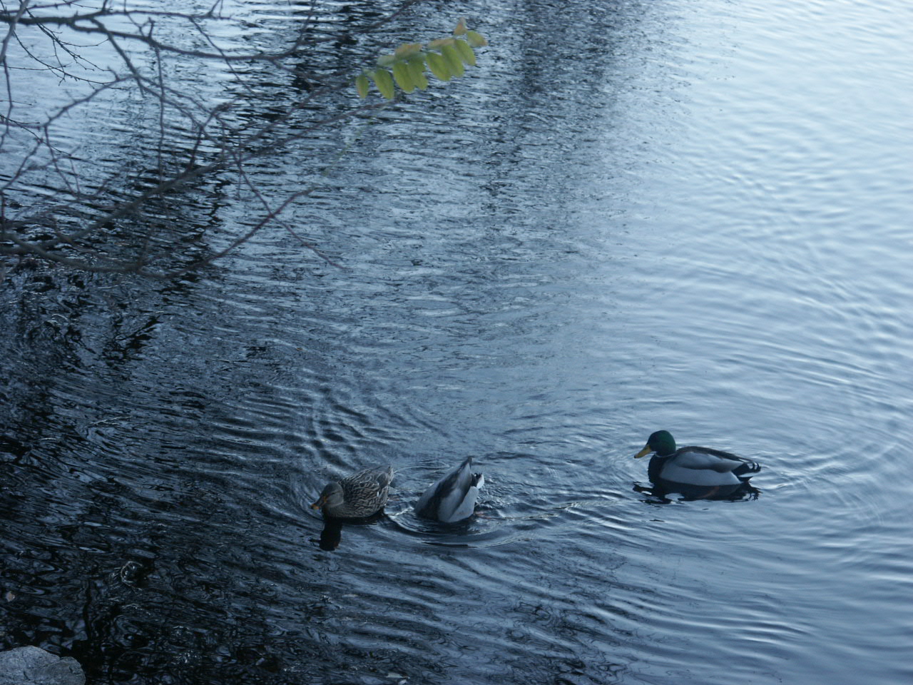 Wallpapers Animals Birds - Ducks 