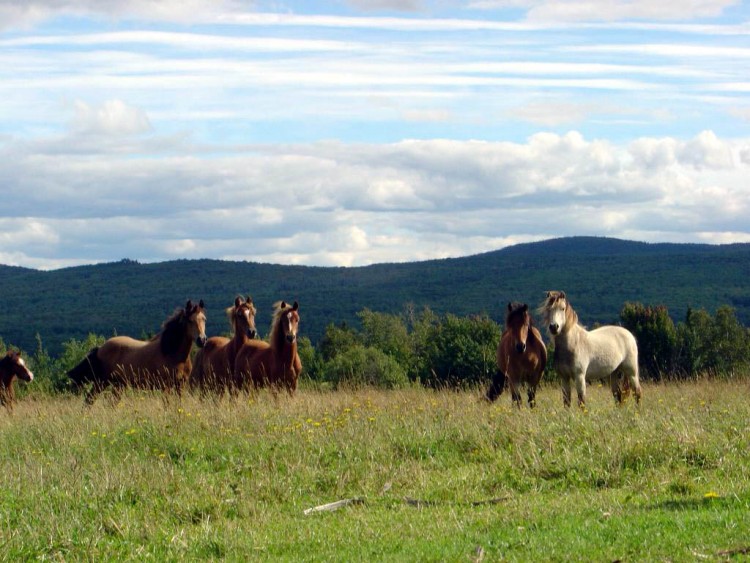 Fonds d'cran Animaux Chevaux LES CURIEUX