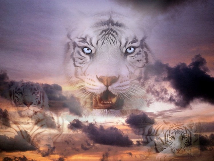 Wallpapers Animals Wallpapers Felines Tigers Tigre Blanc Dans Un Ciel By Iris100 Hebus Com