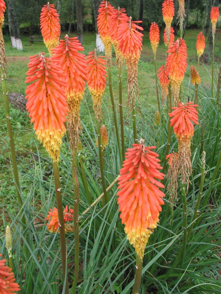 Fonds d'cran Nature Fleurs Fleurs