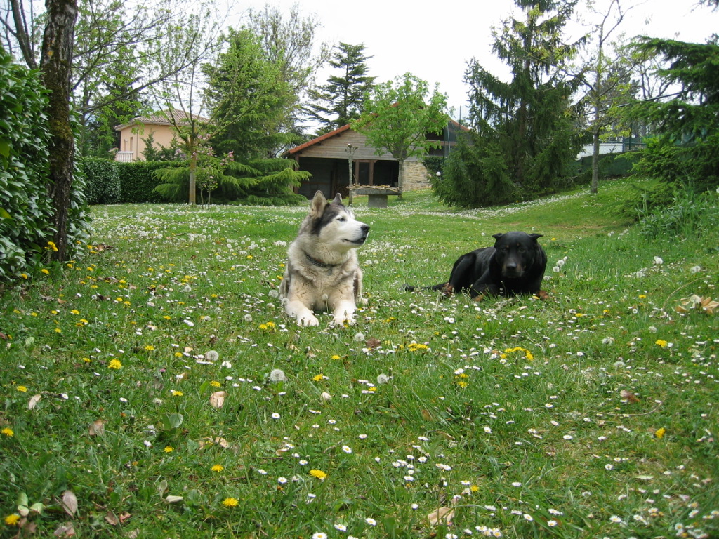 Fonds d'cran Animaux Chiens le temps passe...